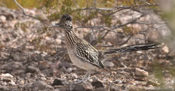 道路走鹃,鸟,丛林,杜鹃,快速 道路走鹃,鸟,丛林,杜鹃,快速