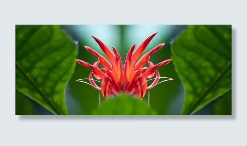 芙蓉Schizopetalus，花，红色，开花，盛开