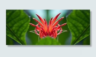 芙蓉Schizopetalus，花，红色，开花，盛开