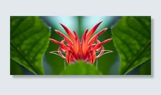 芙蓉Schizopetalus，花，红色，开花，盛开