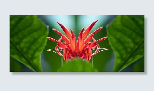 芙蓉Schizopetalus,花,红色,开花,盛开 芙蓉Schizopetalus,花,红色,开花,盛开