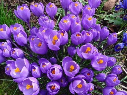 鲜花，春天，花的，开花，厂，自然