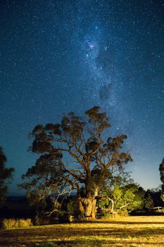 夜，星星，天空，自然，树，现场
