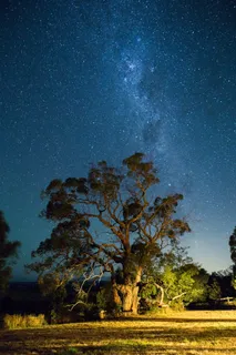 夜,星星,天空,自然,树,现场 夜,星星,天空,自然,树,现场