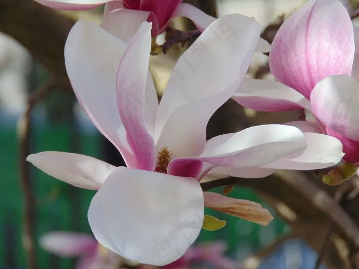 玉兰花，花，郁金香树