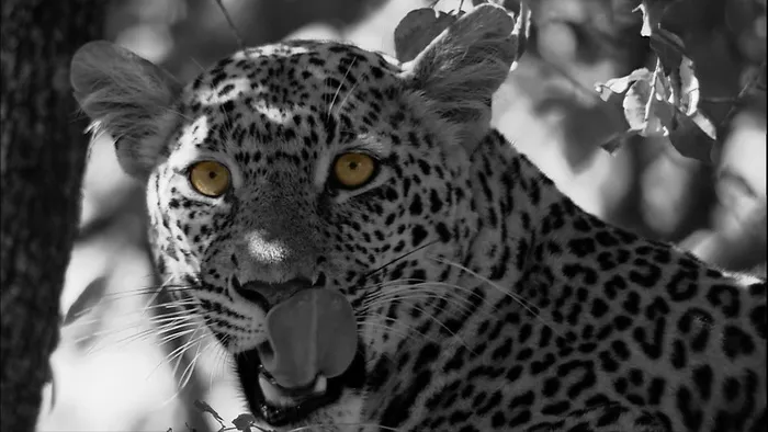 豹，猫，Panthera Pardus，捕食者，野猫，动物园