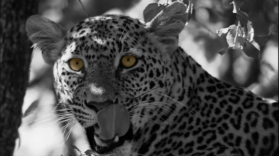 豹,猫,Panthera Pardus,捕食者,野猫,动物园 豹,猫,Panthera Pardus,捕食者,野猫,动物园
