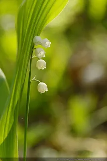 Wild_lilly_of_the_valley_-03 Wild_lilly_of_the_valley_-03