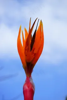 天堂鸟花，花，开花，红色