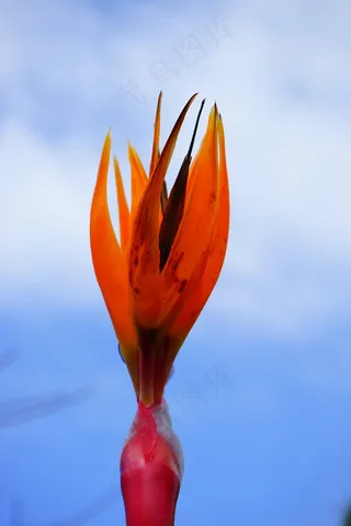 天堂鸟花，花，开花，红色