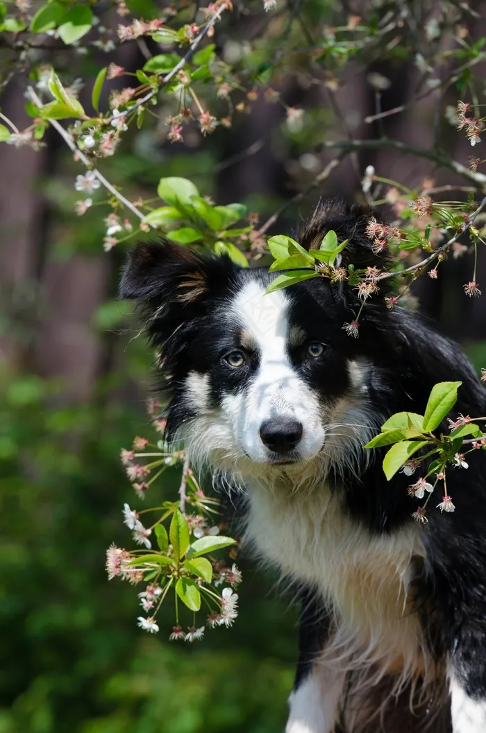 边境牧羊犬，狗，春天，春天的预兆