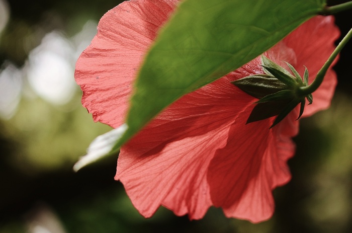 芙蓉花，植物，红色，花，雌蕊，性质，叶