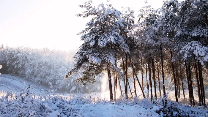 森林，书房，树木，冬季，雪，下雪的，冰，日出