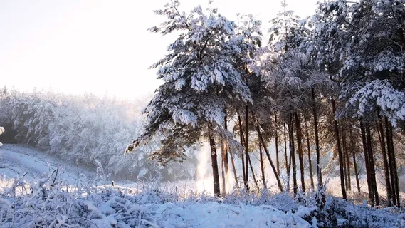 森林,书房,树木,冬季,雪,下雪的,冰,日出 森林,书房,树木,冬季,雪,下雪的,冰,日出
