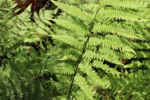 绿色，植物，蕨类，自然，叶子，夏天，林地