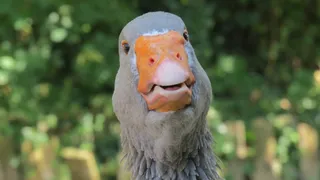 跟我说话，跟我说话，你好，我在这里，鸭子