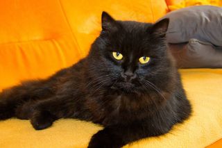 猫，雄猫，观点，动物，宠物，休息，黑猫，黑色