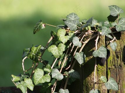 常春藤，植物，登山者，叶，性质，叶子，花园的篱笆
