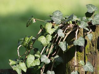 常春藤，植物，登山者，叶，性质，叶子，花园的篱笆