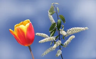 性质，植物，花，异国情调，开花，蓝色