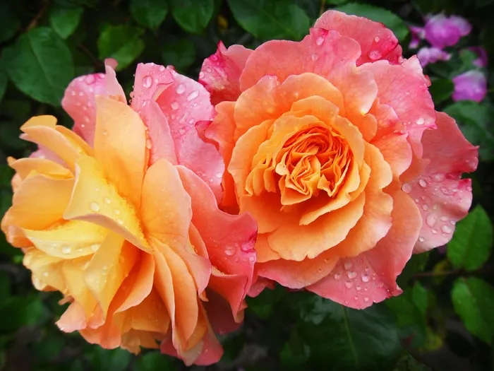 红色的花，红色与雨滴的近似镜头