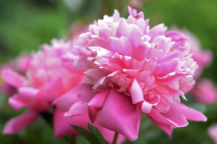 花，粉红色，自然，百合，春天，植物，绿色，叶