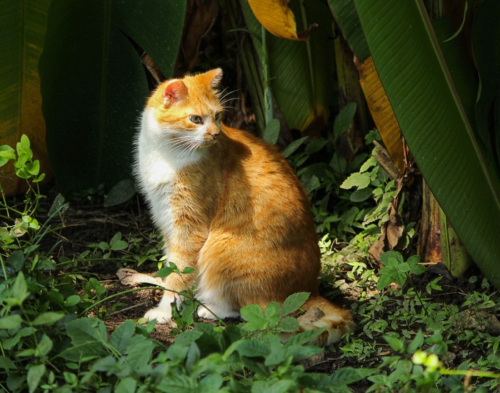 猫，家猫，家猫，凯蒂，猫科动物，家猫