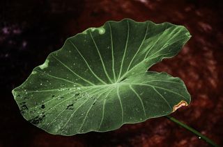 叶，叶子，多彩，绿色，宏，自然