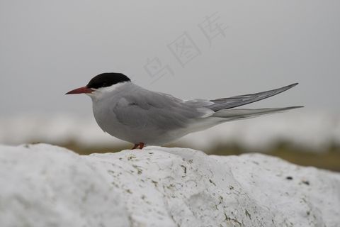 燕鸥，燕鸥，鸟，滨鸟，钓鱼，Aves