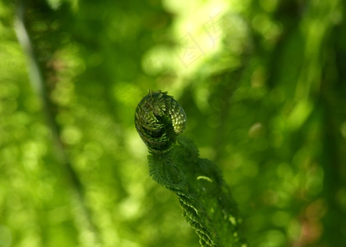 蕨类，绿色，森林，植物，叶，芽