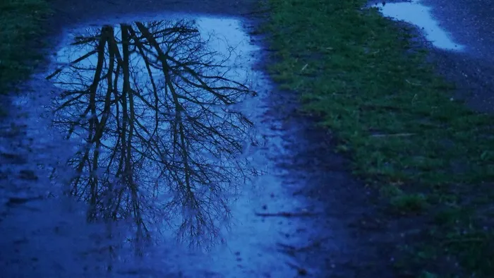 雾，镜像，树，离，雨，晚上