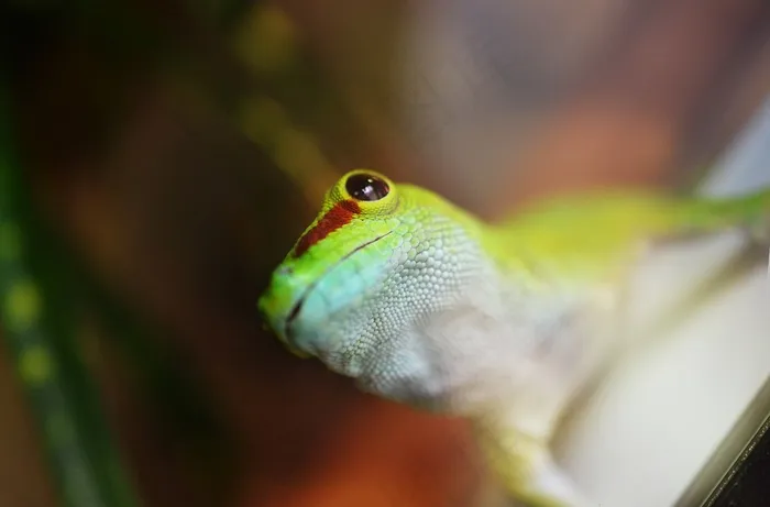 壁虎，动物，爬行动物，蜥蜴，自然，宠物，白色