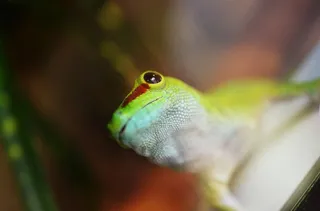 壁虎，动物，爬行动物，蜥蜴，自然，宠物，白色