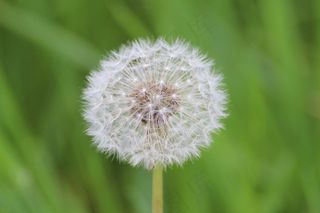 蒲公英，花朵，种子，柯布，蒲公英科