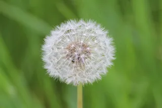 蒲公英，花朵，种子，柯布，蒲公英科