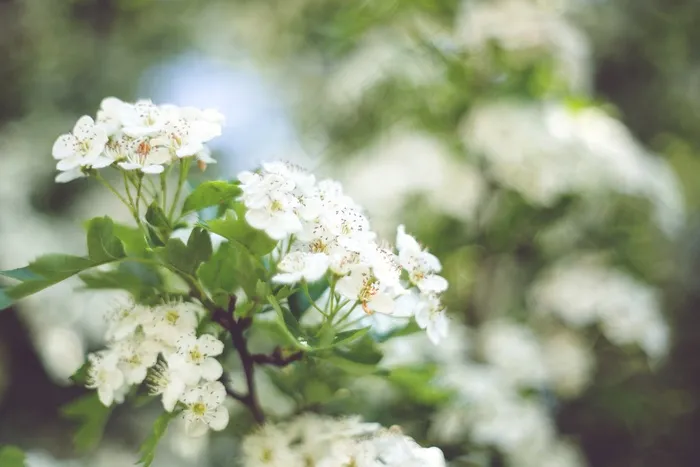 山楂花,笑靥花,绣线菊,麻叶绣线菊,花卉,小白花与景离开了
