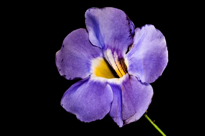 开花，花，紫色，关闭，紫