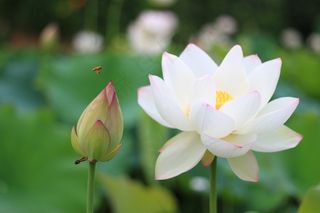 莲花，蜜蜂，白莲花，新鲜