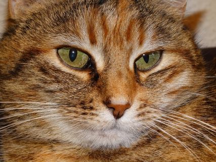 猫，家猫，阿迪达斯，宠物，猫脸，猫眼