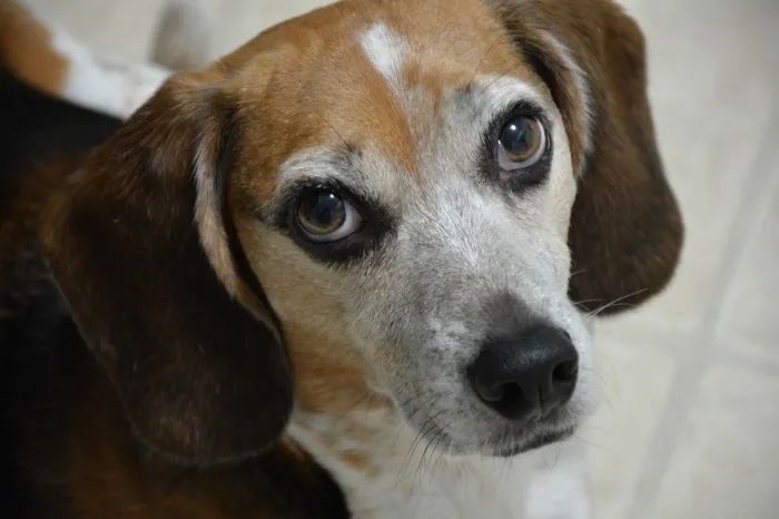 小猎犬，狗，犬，肖像，可爱，细心，寻找