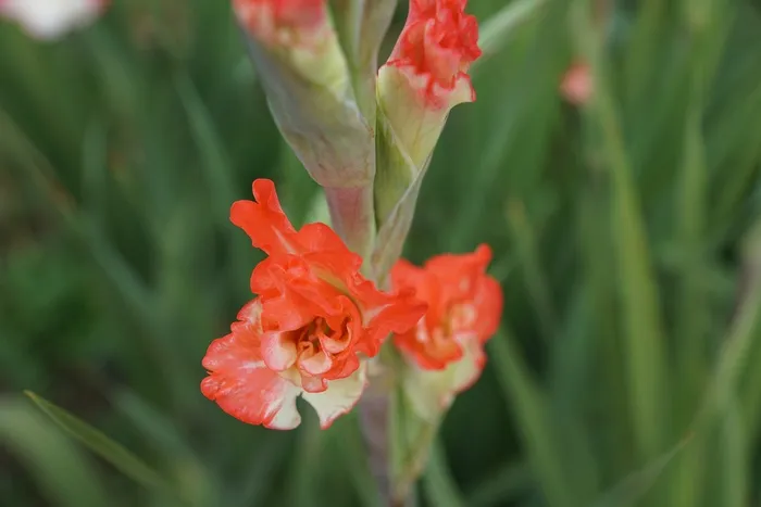 唐diol蒲，鲜花，粉红色，绿色，红色，公园，牧场