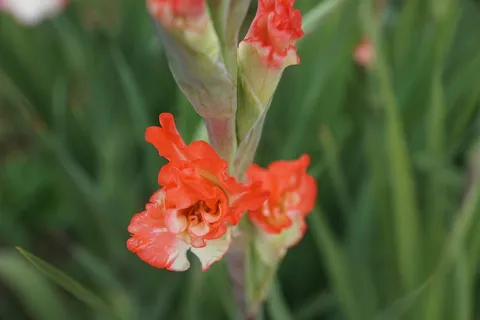 唐diol蒲,鲜花,粉红色,绿色,红色,公园,牧场 唐diol蒲,鲜花,粉红色,绿色,红色,公园,牧场