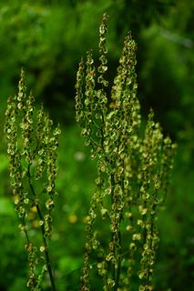 Meadows Sauerampfer，花序，酸模