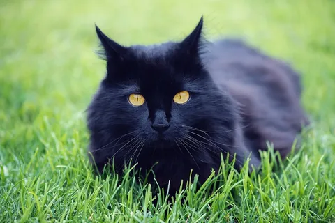 猫,动物,家猫,哺乳动物,黑色,动物世界 猫,动物,家猫,哺乳动物,黑色,动物世界