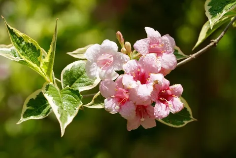 性质,花,开花,盛开,道路,雨滴,粉红色 性质,花,开花,盛开,道路,雨滴,粉红色
