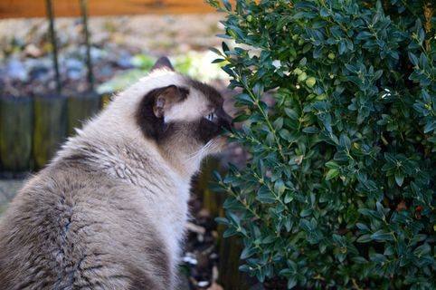 猫，Mieze，英国，短发，品酒师