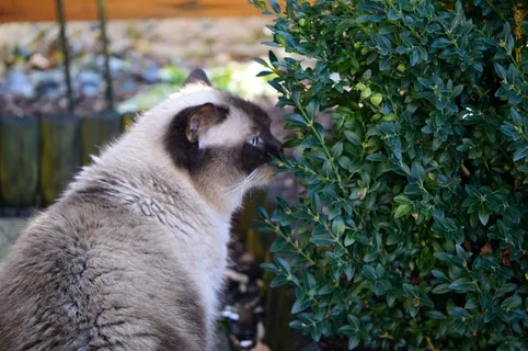 猫，Mieze，英国，短发，品酒师