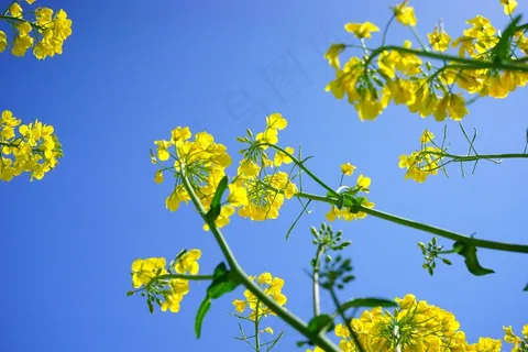 油菜花，花序，油菜，黄色