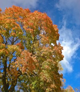 秋，树，黄色，自然，天蓝色，叶蓝天