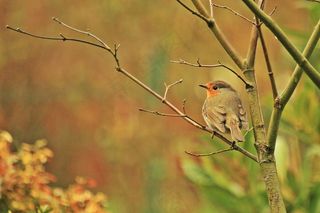 罗宾，鸟，动物，鸣鸟，物种，关闭，春天